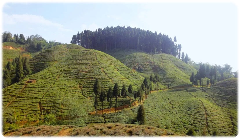 Himalayan Tea Sanctuary Kashmir Tea Gardens